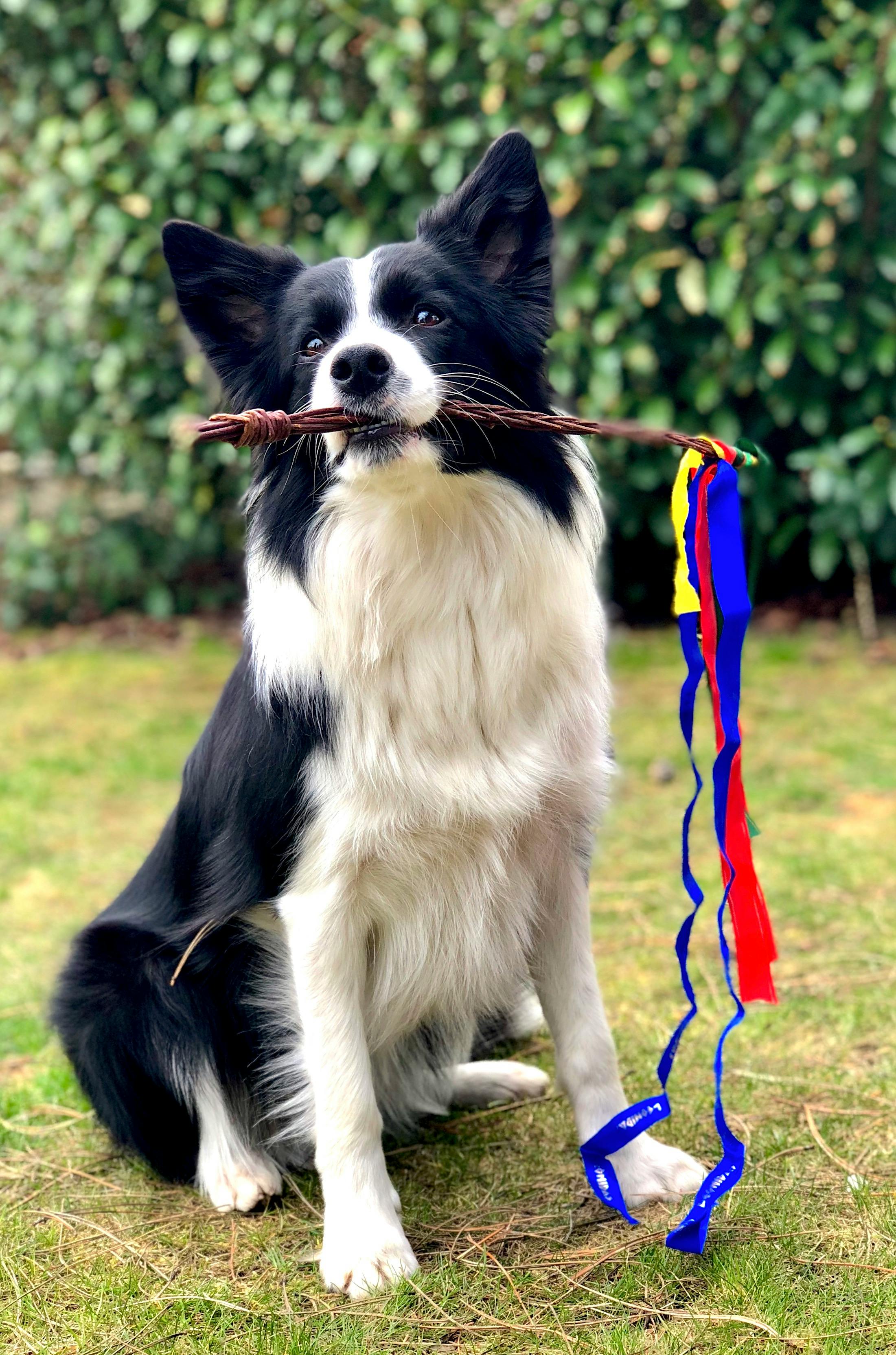 Border Collie do mieszkania? Czemu nie?