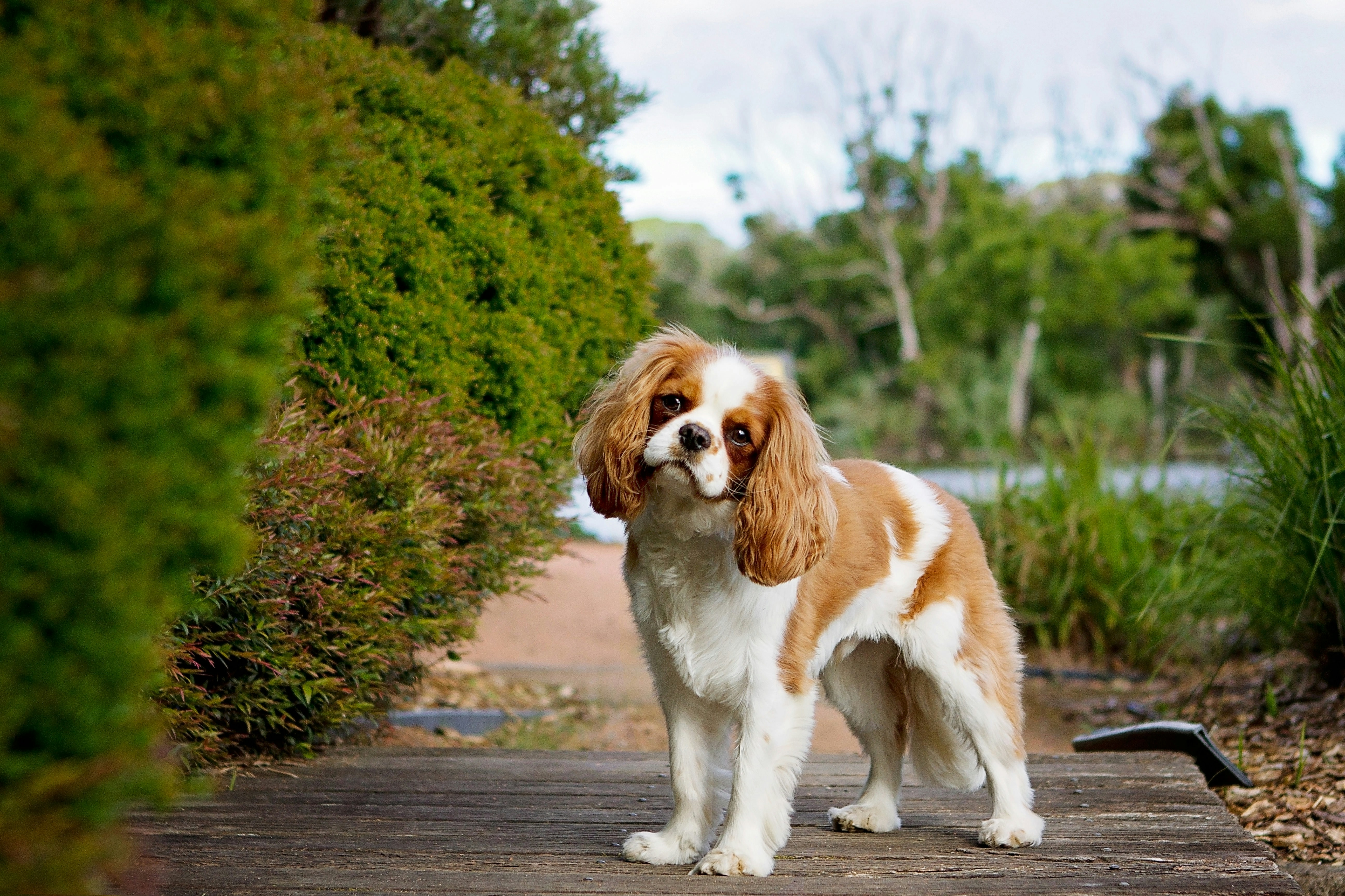 Cavalier king charles spaniel