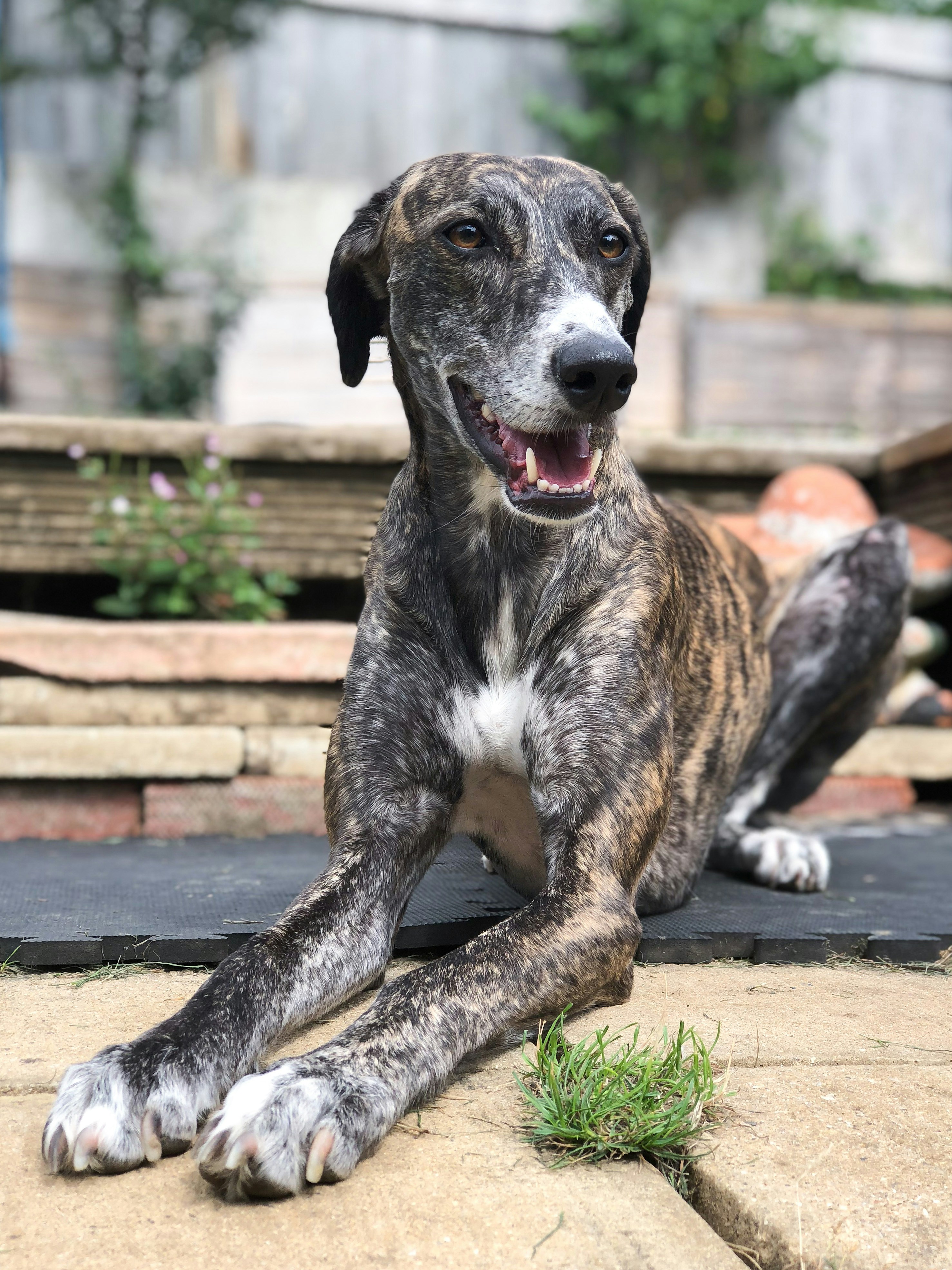 Greyhound